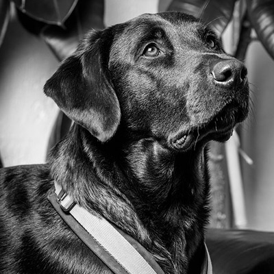 Ignaz, Bürohund, Marketinghelden Regensburg