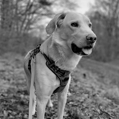 Rufus, Bürohund, Marketinghelden Regensburg